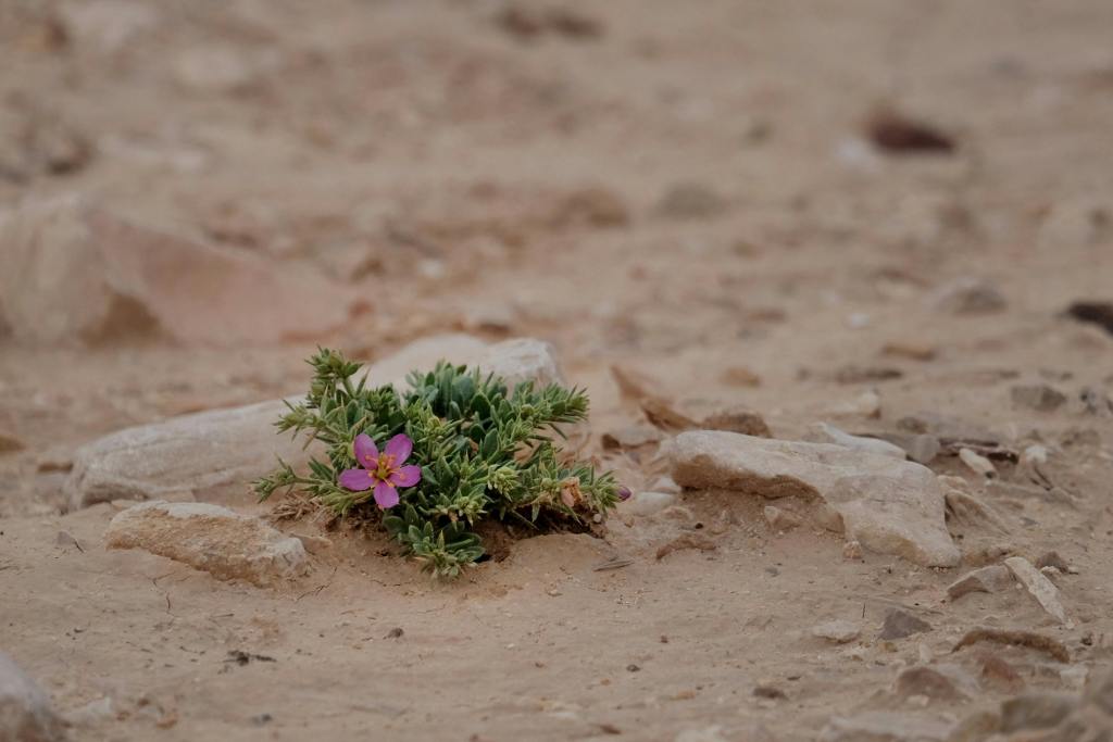 The Power of&nbsp;Weakness