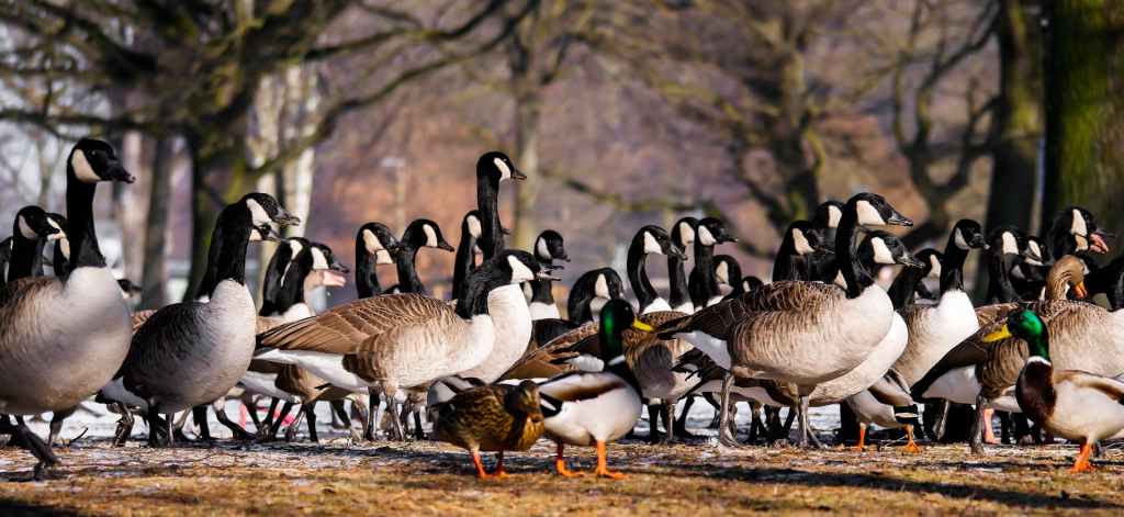 a gaggle of geese